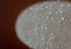Fermentation Matters to the Flavor of Your Spirits Image