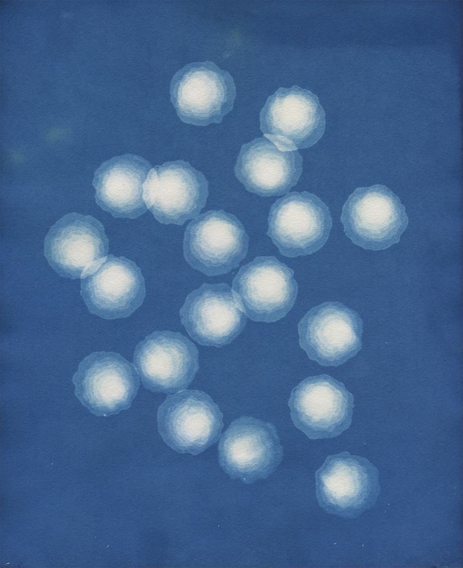 A blue cyanotype. An image of a group of circular  shell like strcutres.