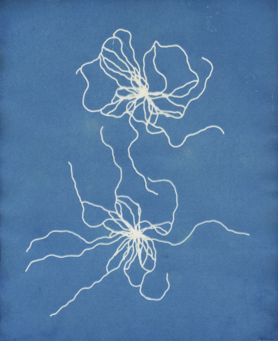 A blue cyanotype. An image of two vein like structures