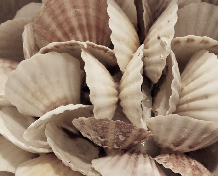 Sea shells artistically displayed