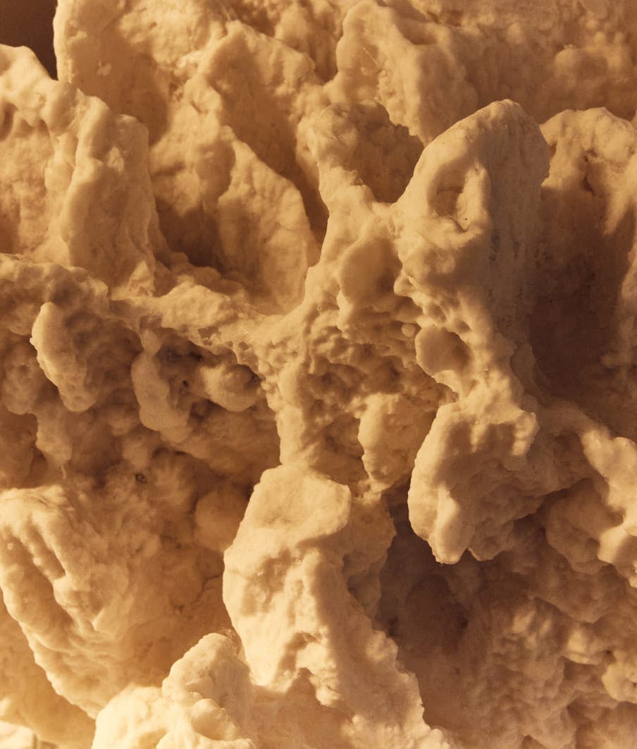 close up on sea sponge