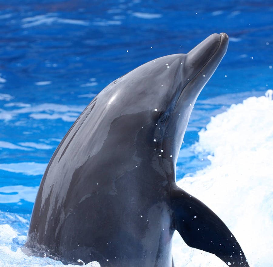 dolphin in water