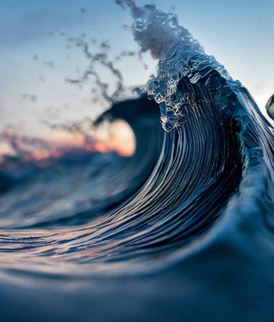 close up of conch shell