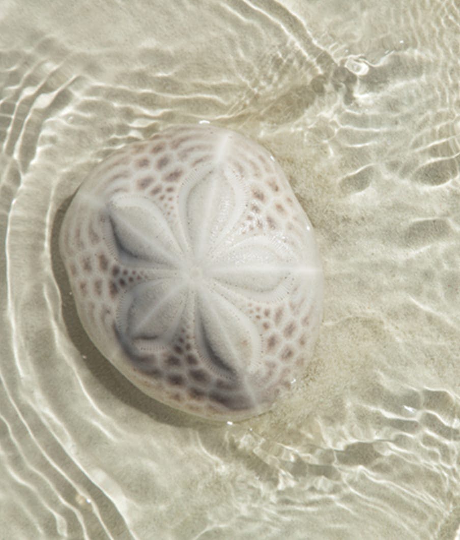 cluster of clam shells