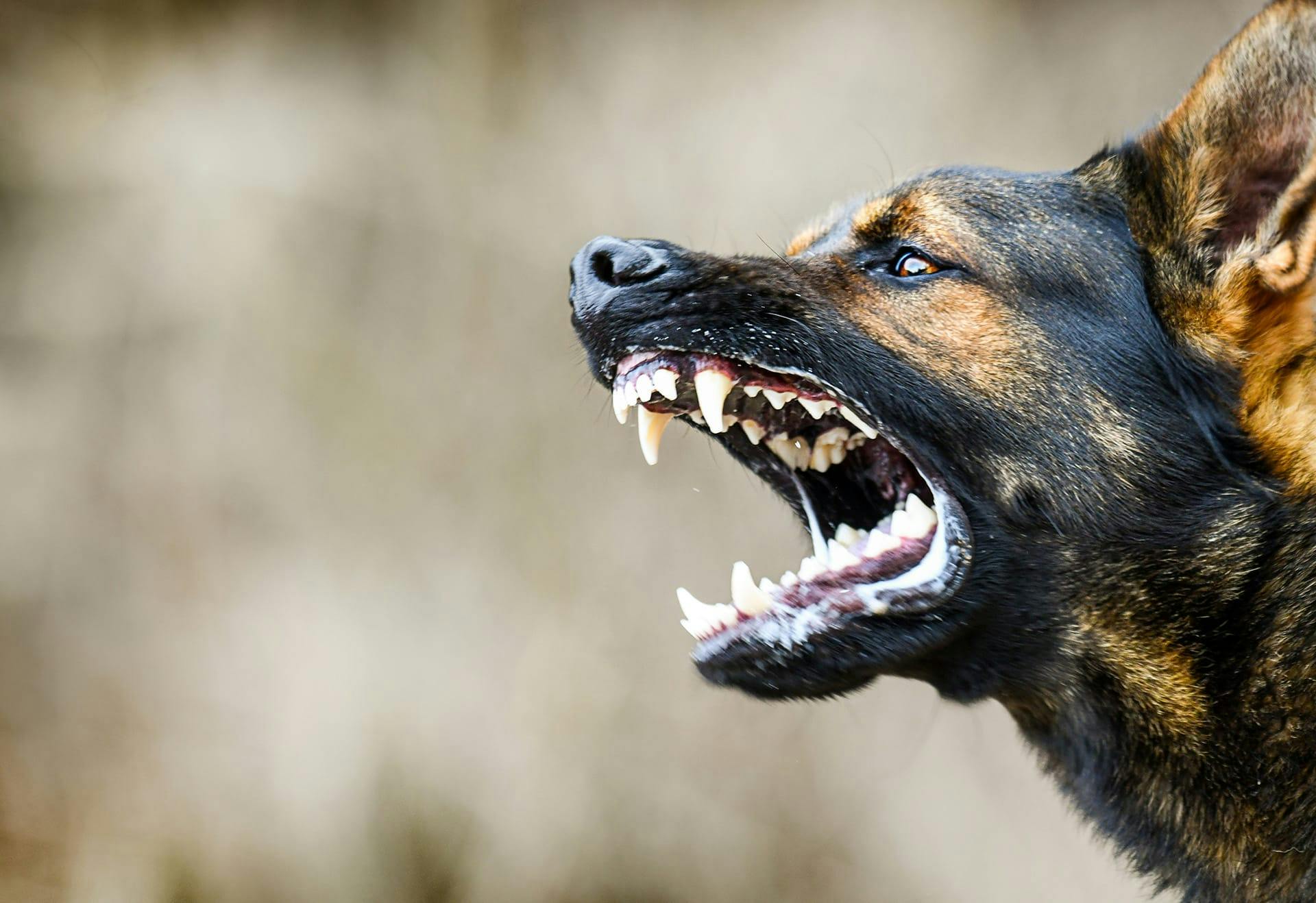 angry German Shepherd dog