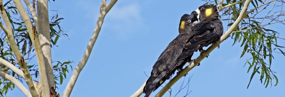 Image for Birdlife at Willinga Park
