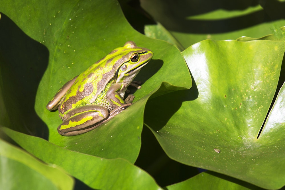 Image for Willinga Park Bell Frog