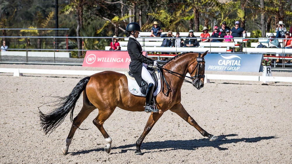 Image for dressage