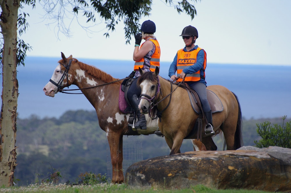Image for Endurance at Willinga