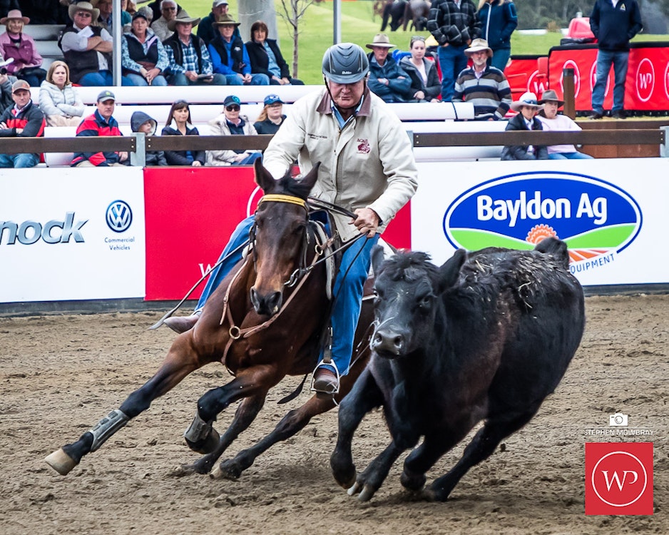 Image for Gold Buckle Campdraft Willinga Dash Results and Photos