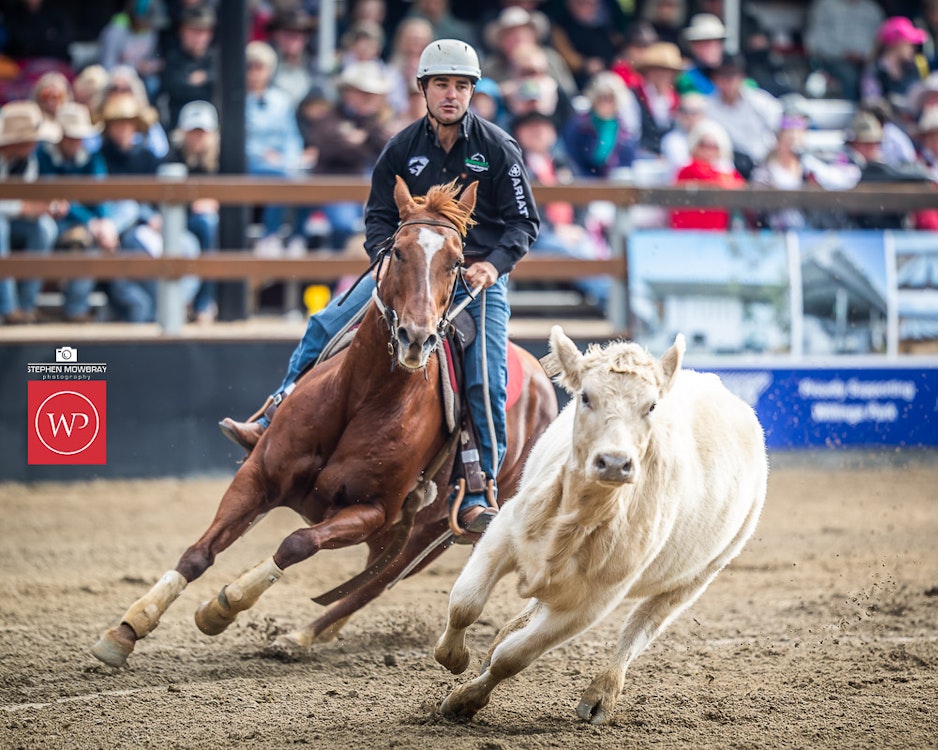 Image for Gold Buckle Campdraft Semi Final Results and Photos