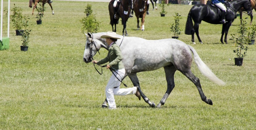 Image for CanberraShow