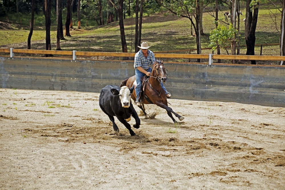 Prosten Campdraft Willinga Park | Campdraft arena