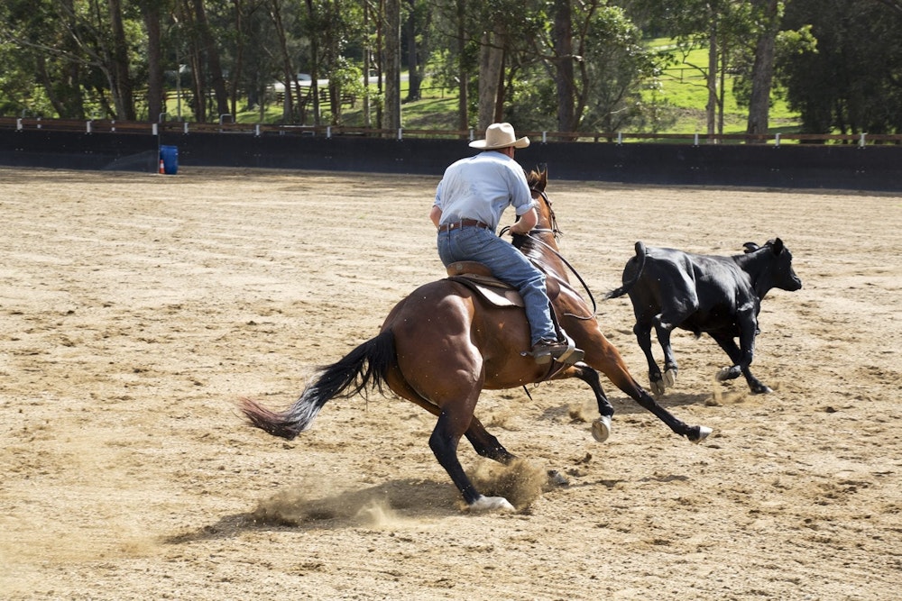 Campdraft Wild Rider Willinga Park | Campdraft arena