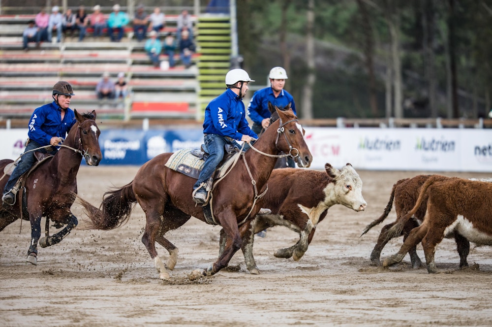 Image for Campdraft 2022