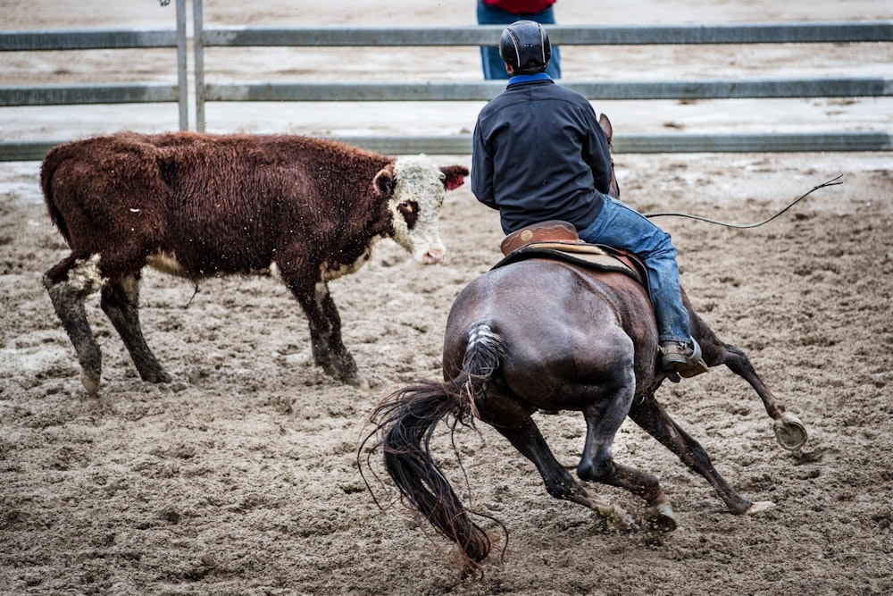 Image for Campdraft 2022