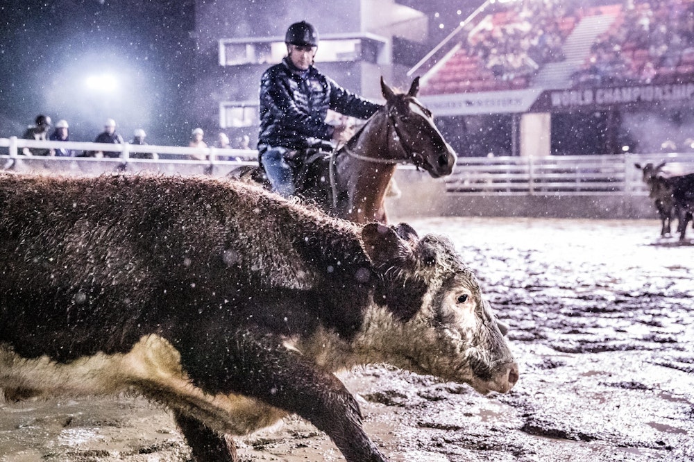 Image for Campdraft 2022