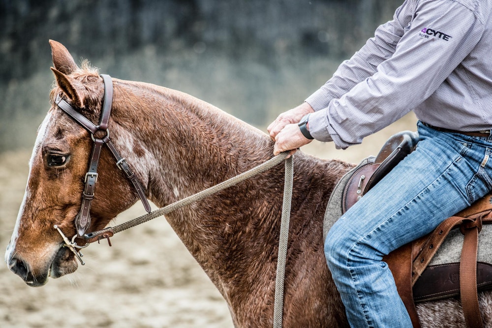Image for Campdraft 2022