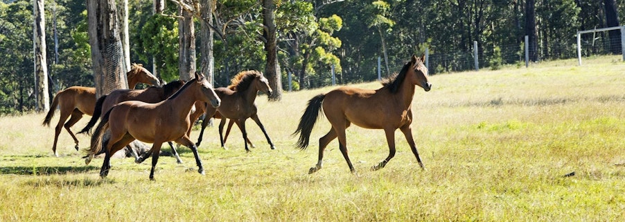 Image for Our Performance Horses
