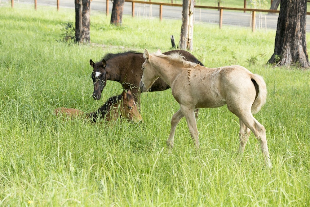 Image for Performance Horse Stud