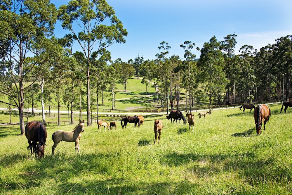 Image for Performance Horse Stud