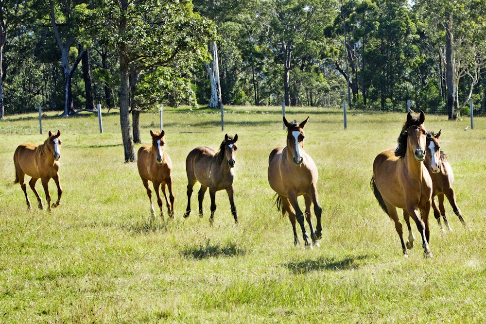 Image for Performance Horse Stud