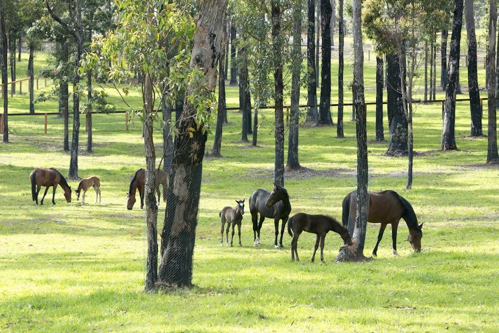 Image for Performance Horse Stud