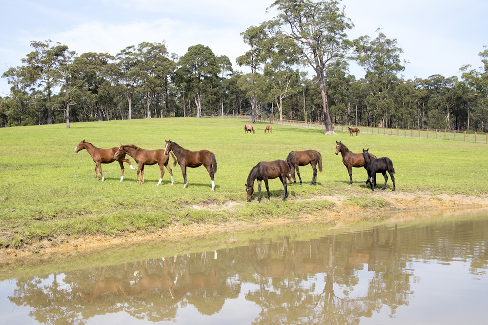 Image for Performance Horse Stud