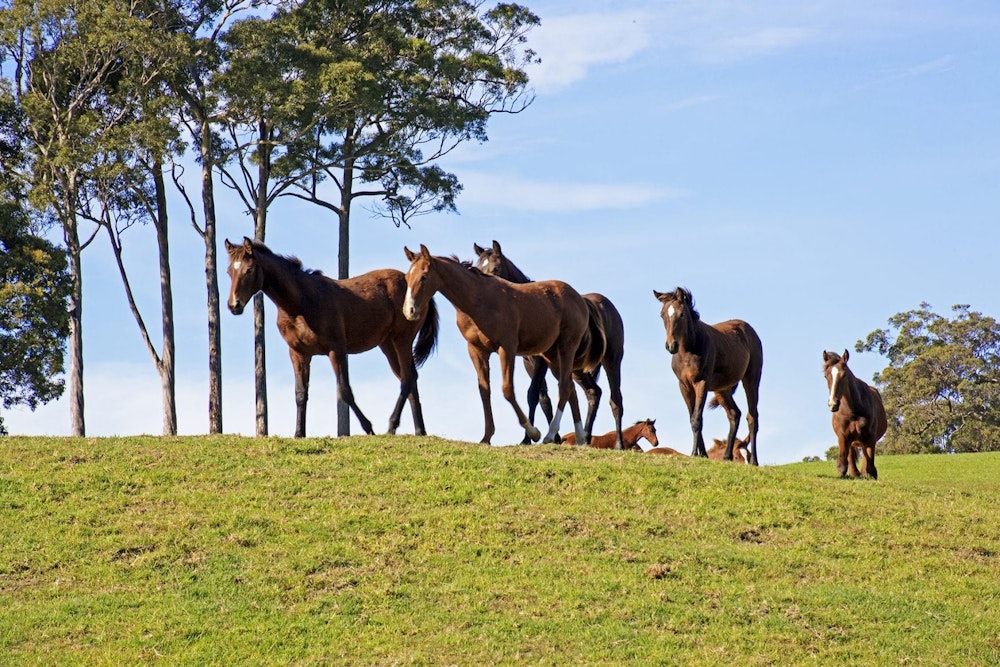 Image for Performance Horse Stud