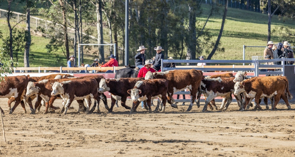 Image for Campdraft Championship 2023