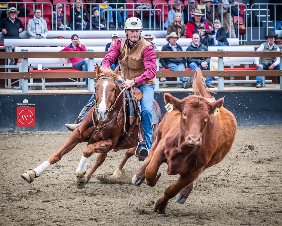 Image for Gold Buckle Campdraft Willinga Dash Results and Photos