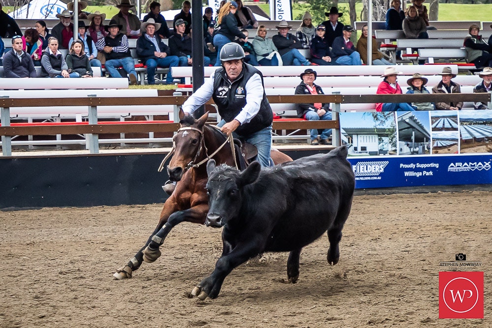 Image for Gold Buckle Campdraft Willinga Dash Results and Photos