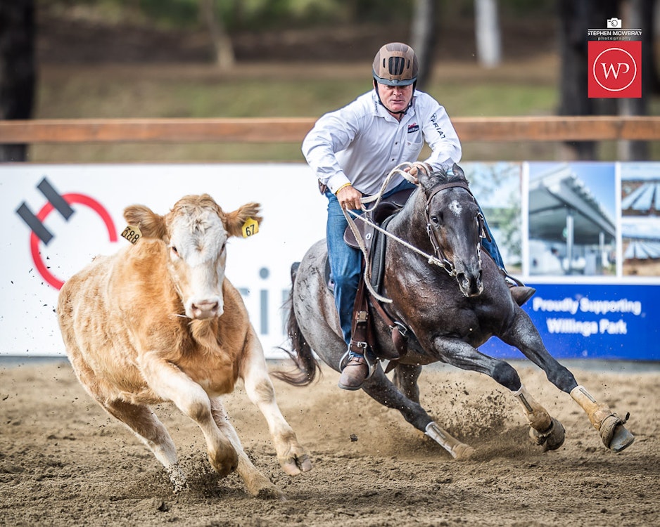 Image for Gold Buckle Campdraft Semi Final Results and Photos