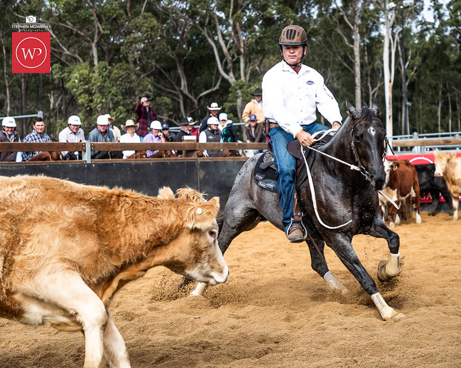 Image for Gold Buckle Campdraft Semi Final Results and Photos