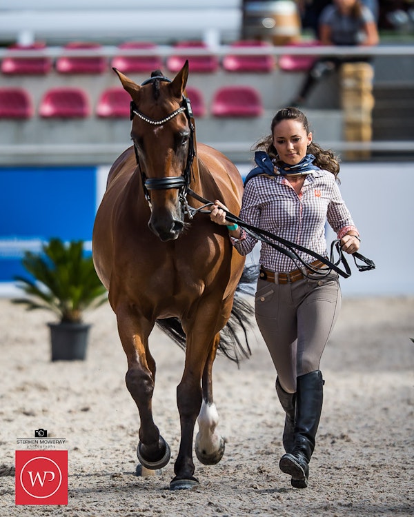 Image for Boutique Equines Fitness Inspection