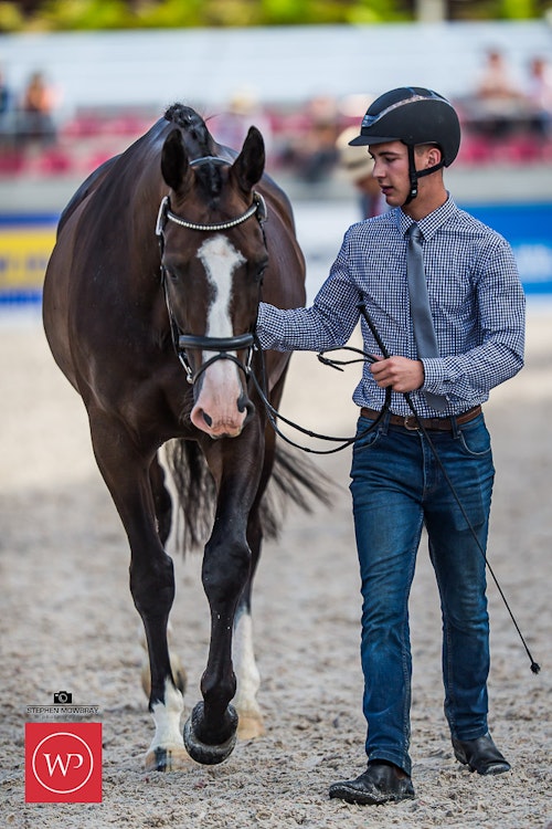Image for Boutique Equines Fitness Inspection