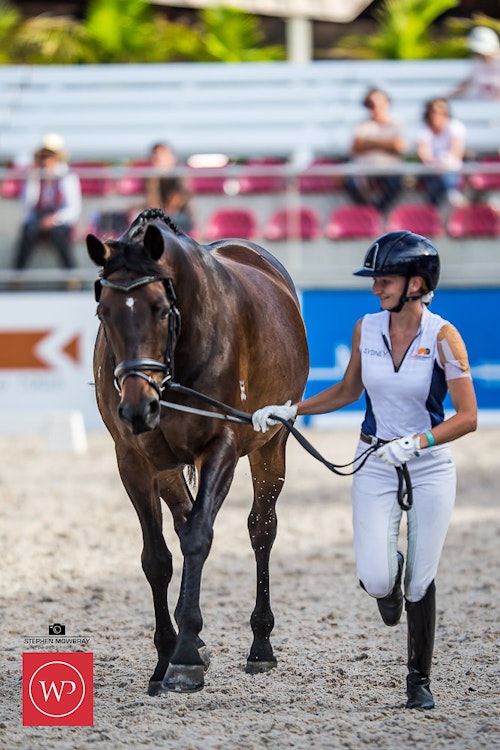 Image for Boutique Equines Fitness Inspection