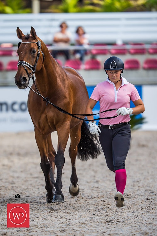 Image for Boutique Equines Fitness Inspection