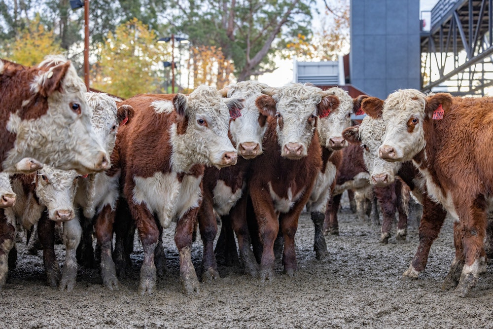 Image for Ringers Western Gold Buckle Campdraft Championship 2023