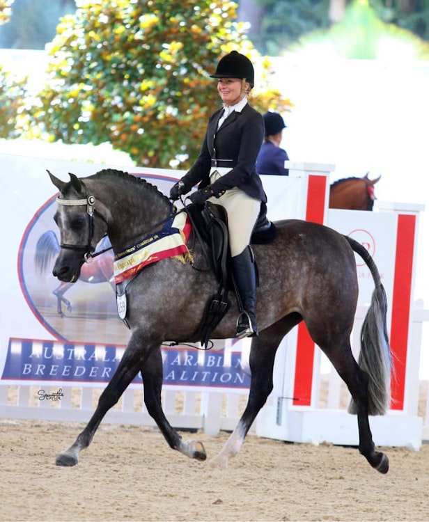 Image for Australasian International Arabian Championships
