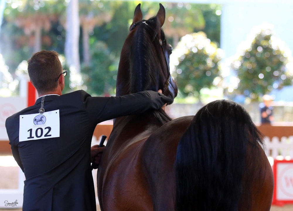 Image for Australasian International Arabian Championships