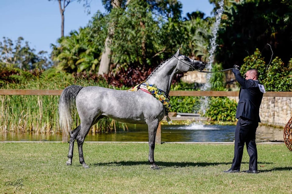 Image for Australasian International Arabian Championships