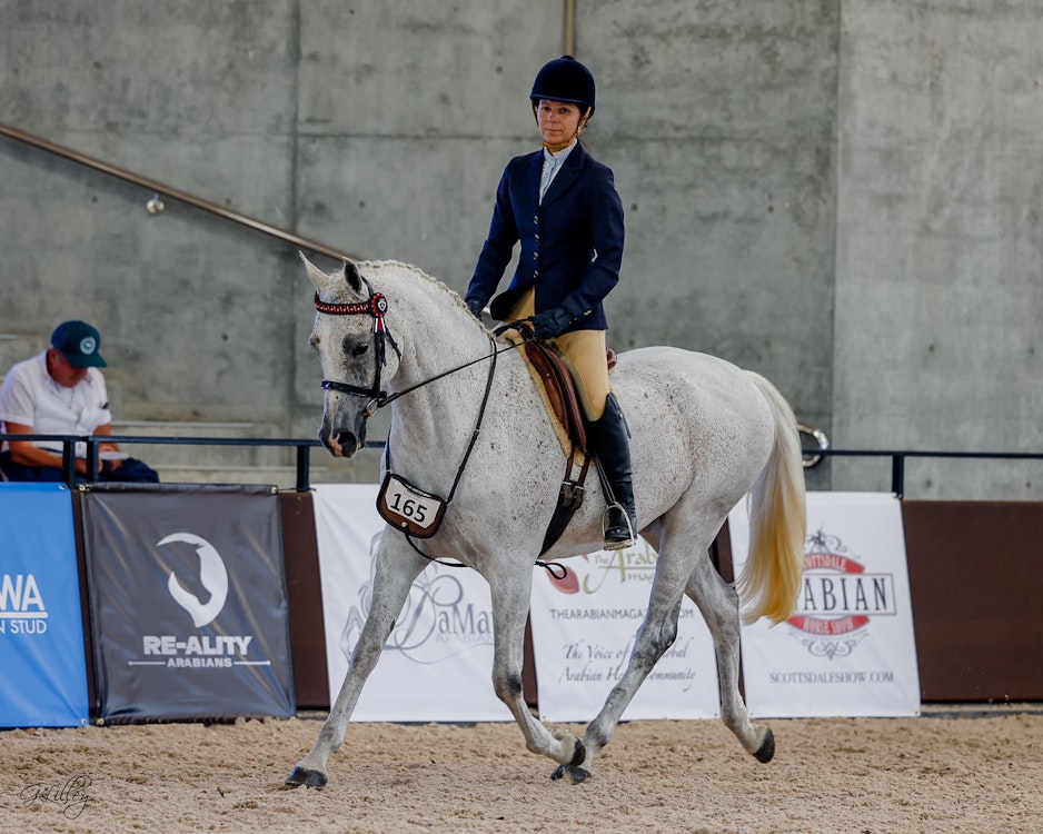 Image for Australasian International Arabian Championships