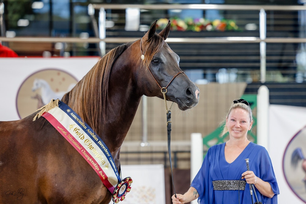 Image for Australasian International Arabian Championships
