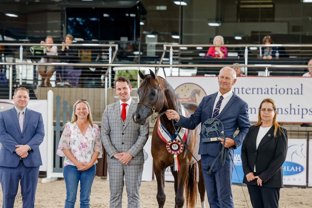 Image for Australasian International Arabian Championships