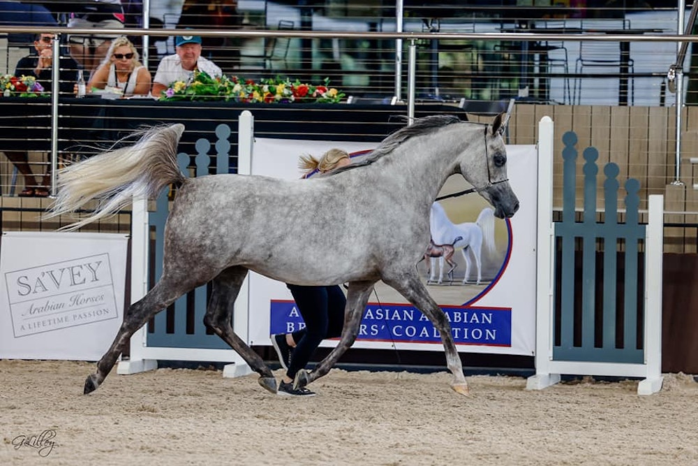 Image for Australasian International Arabian Championships
