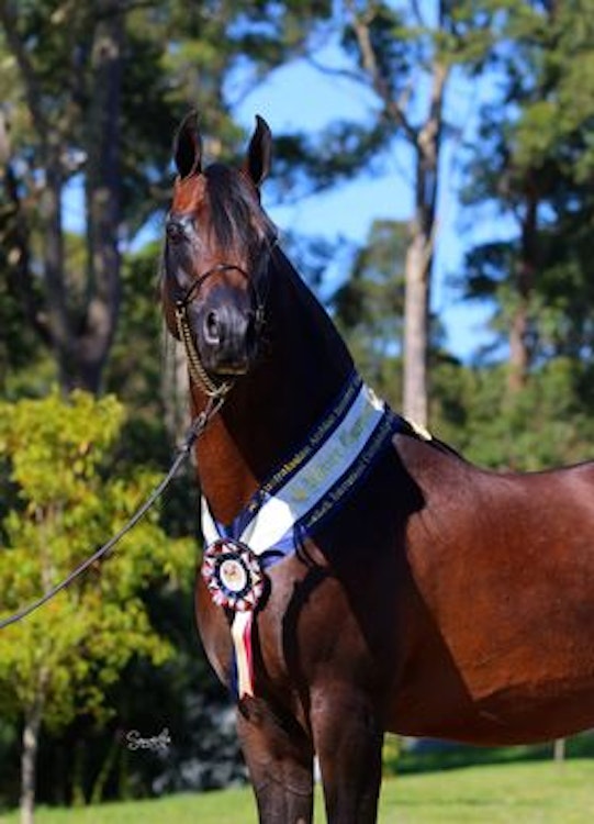 Image for Australasian International Arabian Championships