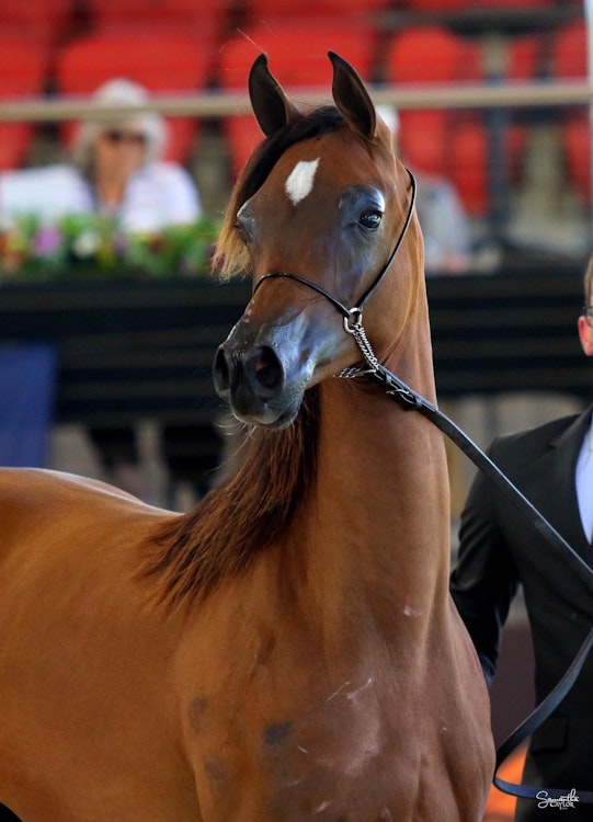 Image for Australasian International Arabian Championships