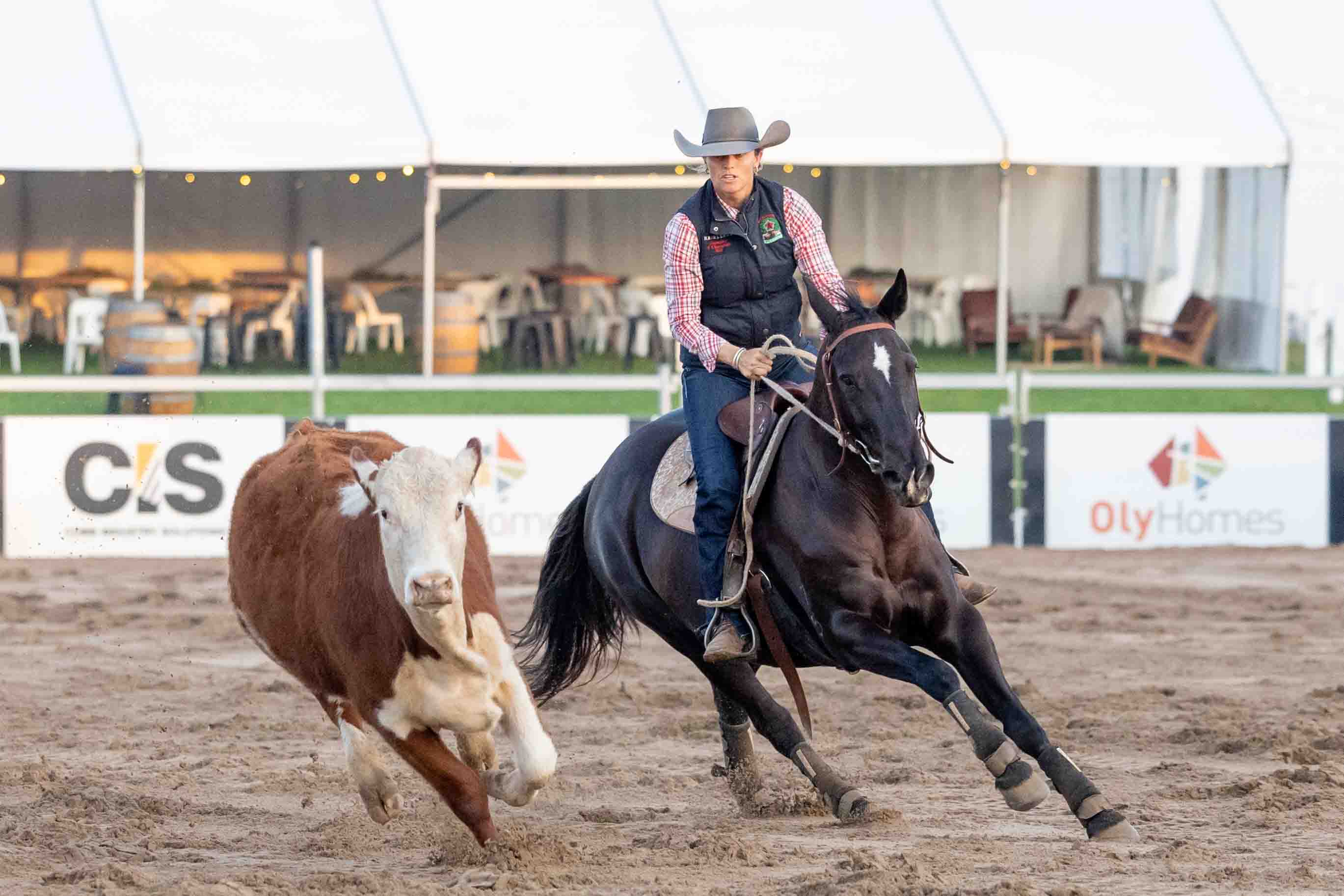 Campdraft competitor in action