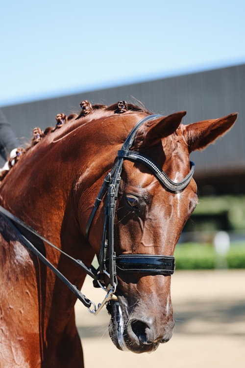Image for 4CYTE™ Dressage by the Sea CDI 2024
